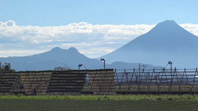 鹿児島県南九州市頴娃町の茶畑と大根干し