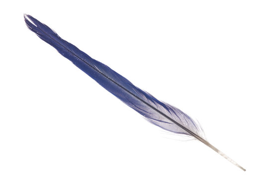 Fototapeta blue tail parrot feather isolated on white