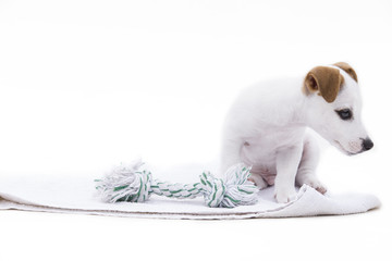Cute jack russel terrier puppy play on a white background.