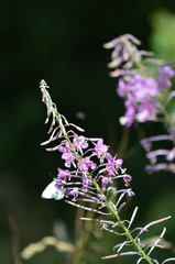 White butterfly on pink flower stalk of willowherb