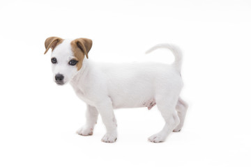 Cute jack russel terrier puppy play on a white background.