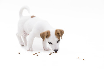 Cute jack russel terrier puppy eat his food on a white backgroun
