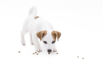 Cute jack russel terrier puppy eat his food on a white backgroun