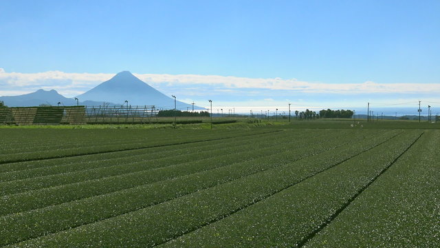 鹿児島県南九州市頴娃町の茶畑と大根干し
