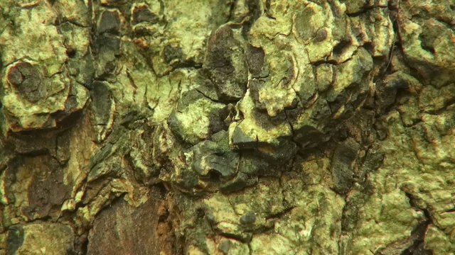 HD Format : Black garden ants in broken tree trunks.Lasius niger.macro.