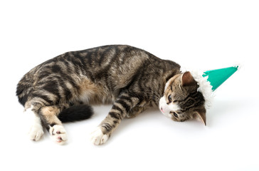 cat with party hat