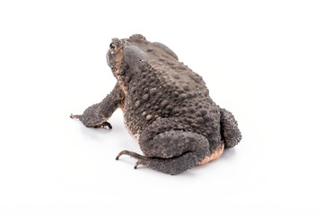 Asian common toad