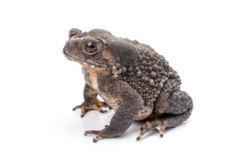 Asian common toad