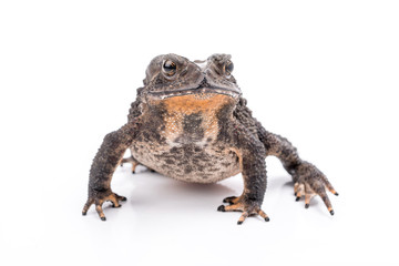 Asian common toad