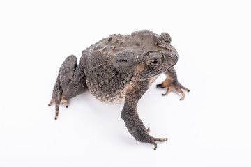 Asian common toad