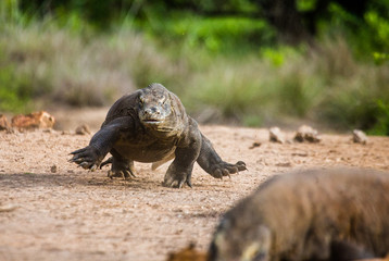 Komodo dragon runs along the ground. Very rare photo. low point shooting. Dynamic picture. Indonesia. Komodo National Park.