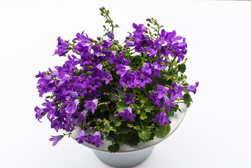 Aerial view potted purple Campanula Portenschlagiana flowers on white background