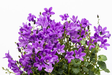 Aerial view potted purple Campanula Portenschlagiana flowers on white background