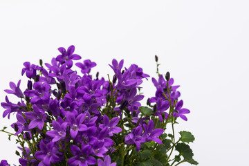 Fototapeta premium Aerial view potted purple Campanula Portenschlagiana flowers on white background