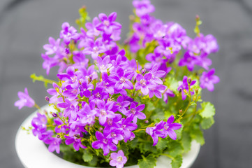 Close up of purple Campanula Portenschlagiana flowers on dark background