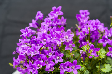Close up of purple Campanula Portenschlagiana flowers on dark background