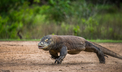 Komodo dragon runs along the ground. Very rare photo. low point shooting. Dynamic picture....