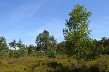 Birch tree in heathland in summer