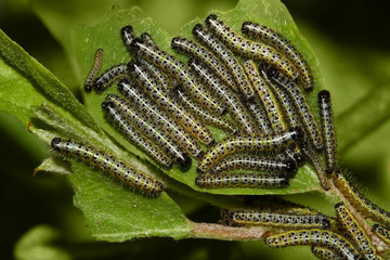 Group of cabbage butterfly caterpillars attacking plant