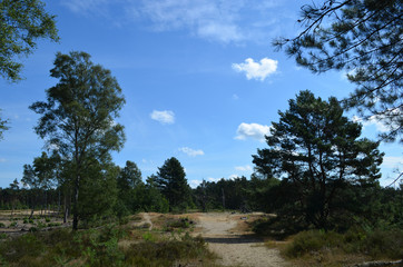 Sand dune with pine trees and heather vegetation
