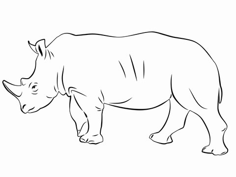 silhouette rhino, sketch vector
