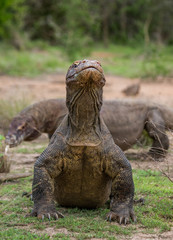 Obraz premium Komodo dragon is on the ground. Interesting perspective. The low point shooting. Indonesia. Komodo National Park. An excellent illustration.