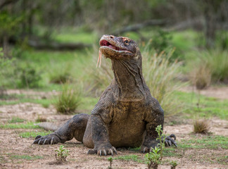 Komodo dragon is on the ground. Interesting perspective. The low point shooting. Indonesia. Komodo National Park. An excellent illustration.