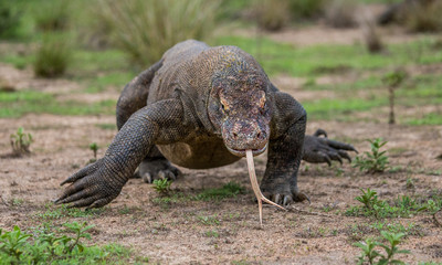 Komodo dragon is on the ground. Interesting perspective. The low point shooting. Indonesia. Komodo National Park. An excellent illustration.