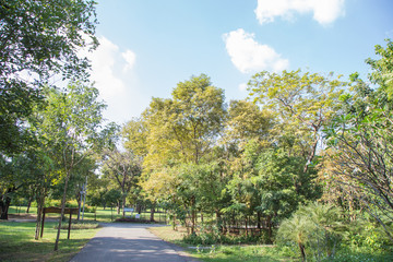 Bright autumn landscape in the city park.,Vachirabenjatas Park (Rot Fai Park) in Thailand