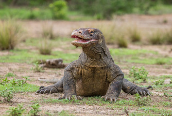 Komodo dragon is on the ground. Interesting perspective. The low point shooting. Indonesia. Komodo National Park. An excellent illustration.