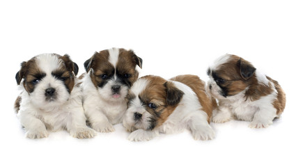 four puppies shitzu