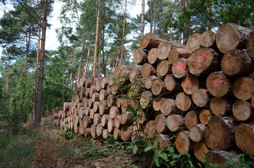 Pile of wooden stems in a pine forest