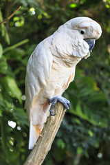 Parrot with white plumage perched on a branch