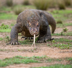 Obraz premium Komodo dragon is on the ground. Interesting perspective. The low point shooting. Indonesia. Komodo National Park. An excellent illustration.