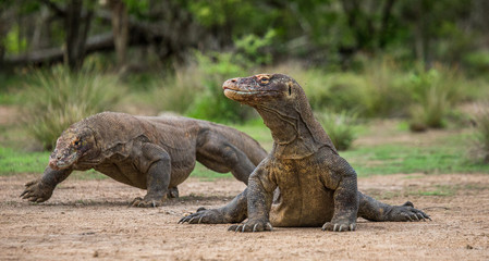 Komodo dragon is on the ground. Interesting perspective. The low point shooting. Indonesia. Komodo National Park. An excellent illustration.