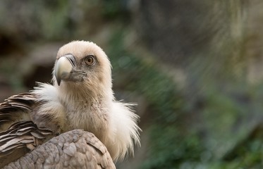 Avvoltoio