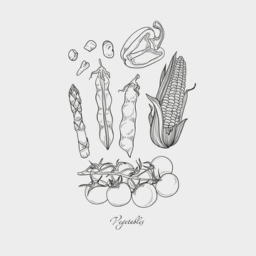 Collection of hand-drawn vegetables, vector illustration in vintage style.