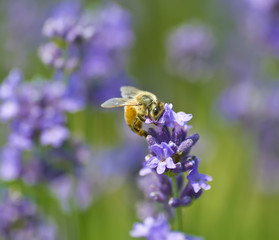 Lavender