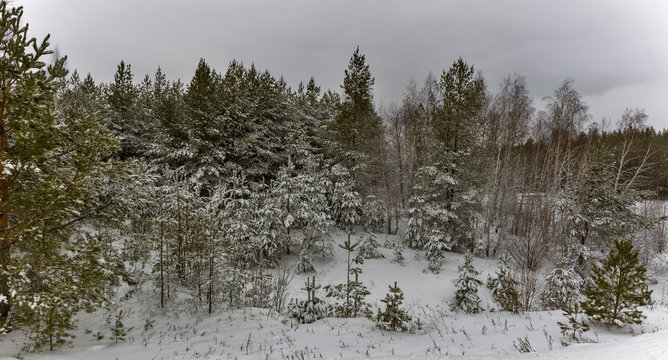 Fototapeta pine snow.