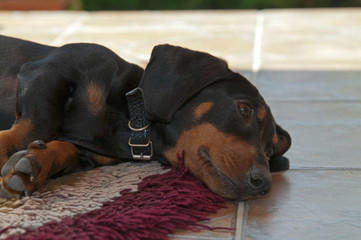 In the shade a young Dachshund lying