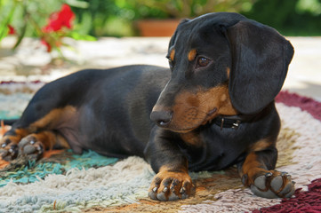 In the shade a young Dachshund lying and watching
