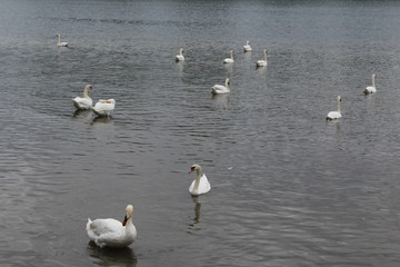 Gruppe von weißen Schwänen auf dem Wasser