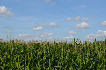 Corn field and blue sky, Dutch polder