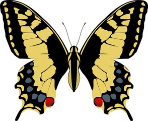 Swallowtail