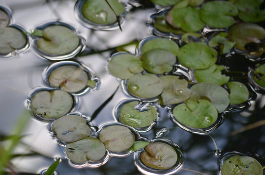 Leaves Of Yellow Pond Lily