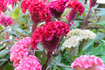 Fototapeta premium cockscomb celosia red flowers, selective focus