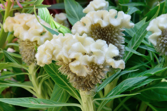 cockscomb celosia red flowers, selective focus