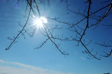dead branch tree with sky and sunlight