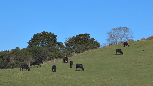 黒毛の牛の草原