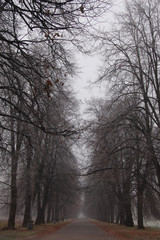 Trees and branches in dark fog. Autumn. Path leads in autumn foggy park